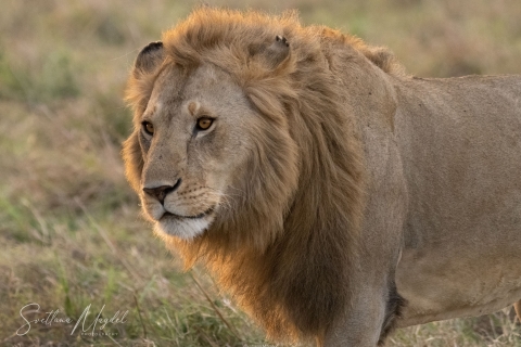 Africa, Kenya Wildlife - Landscape, Nature and Cityscape Photography - Svetlana Magdel  Photography