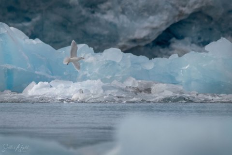 Arctic, Svalbard Spitsbergen,  Seascape - Landscape, Nature and Cityscape Photography - Svetlana Magdel  Photography