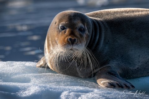 Arctic, Svalbard Spitsbergen, Wildlife - Landscape, Nature and Cityscape Photography - Svetlana Magdel  Photography