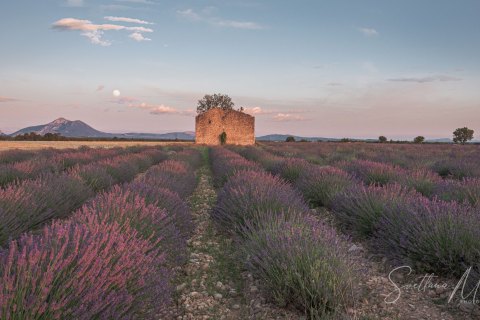 France, From Provence to Camargue - Landscape, Nature and Cityscape Photography - Svetlana Magdel  Photography
