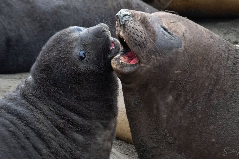 South Georgia, Seals - Landscape, Nature and Cityscape Photography - Svetlana Magdel  Photography