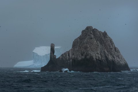 South Georgia, South Atlantic Ocean Birds - Landscape, Nature and Cityscape Photography - Svetlana Magdel  Photography
