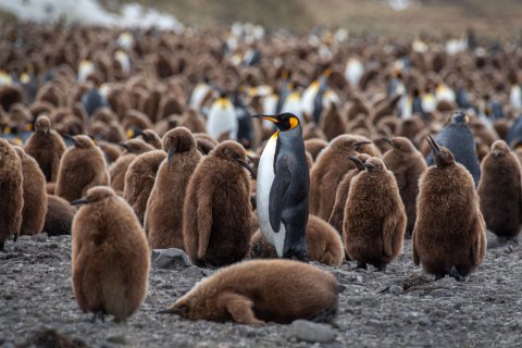 South Georgia, The World of Penguins - Landscape, Nature and Cityscape Photography - Svetlana Magdel  Photography